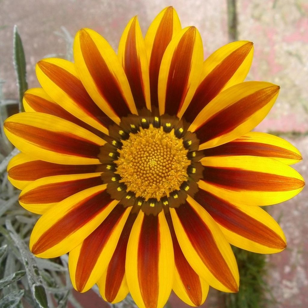 Gazania Big Kiss Yellow Flame 