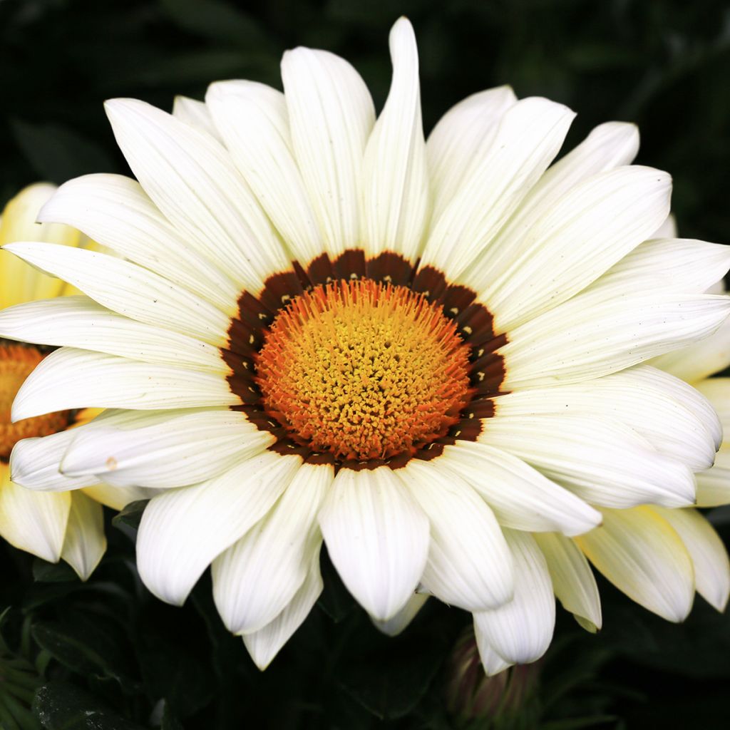 Gazania New Day White