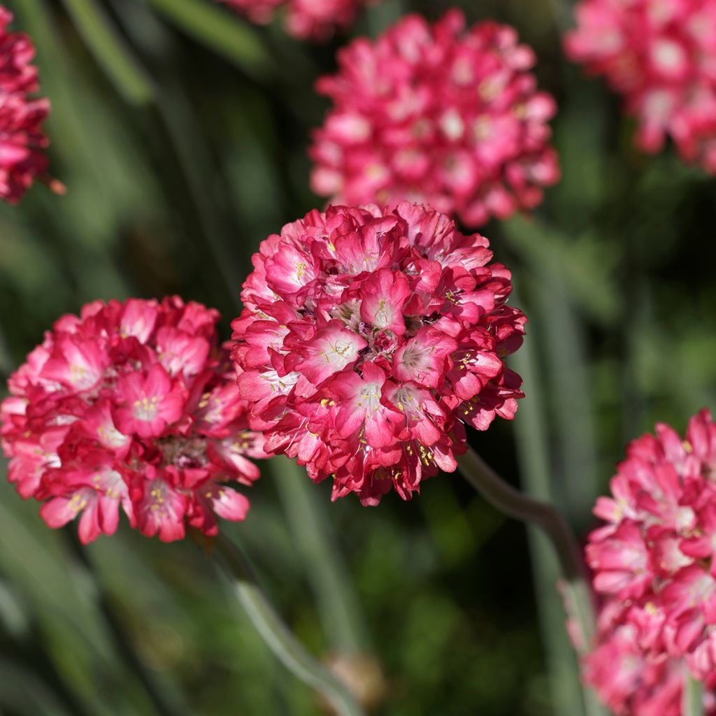 Armeria Ornament