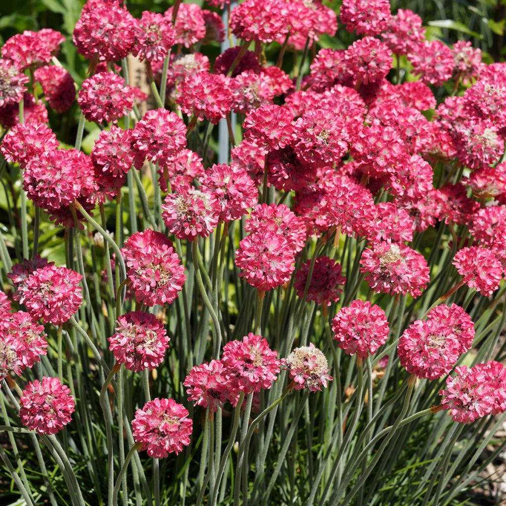 Armeria Ornament