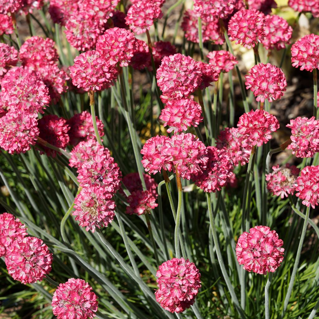 Armeria Ornament