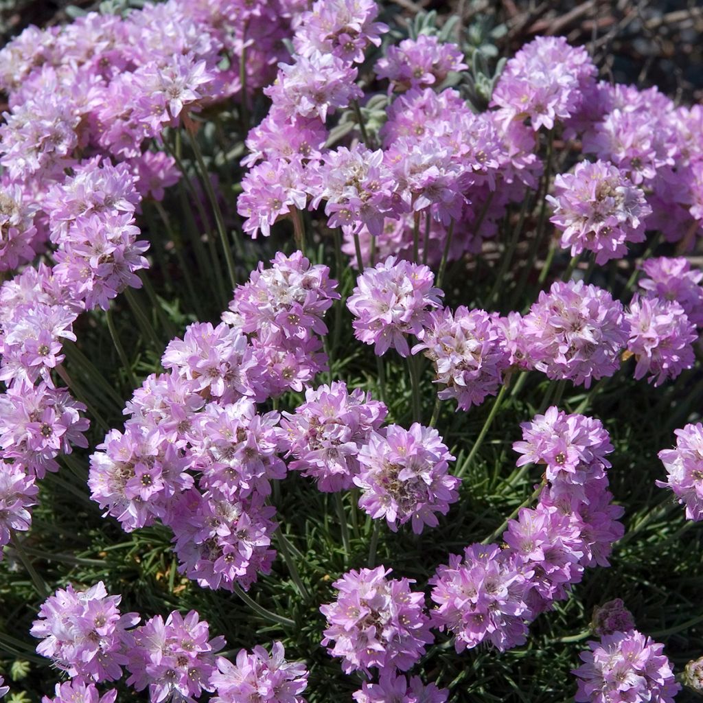 Armeria juniperifolia Bevan's Variety