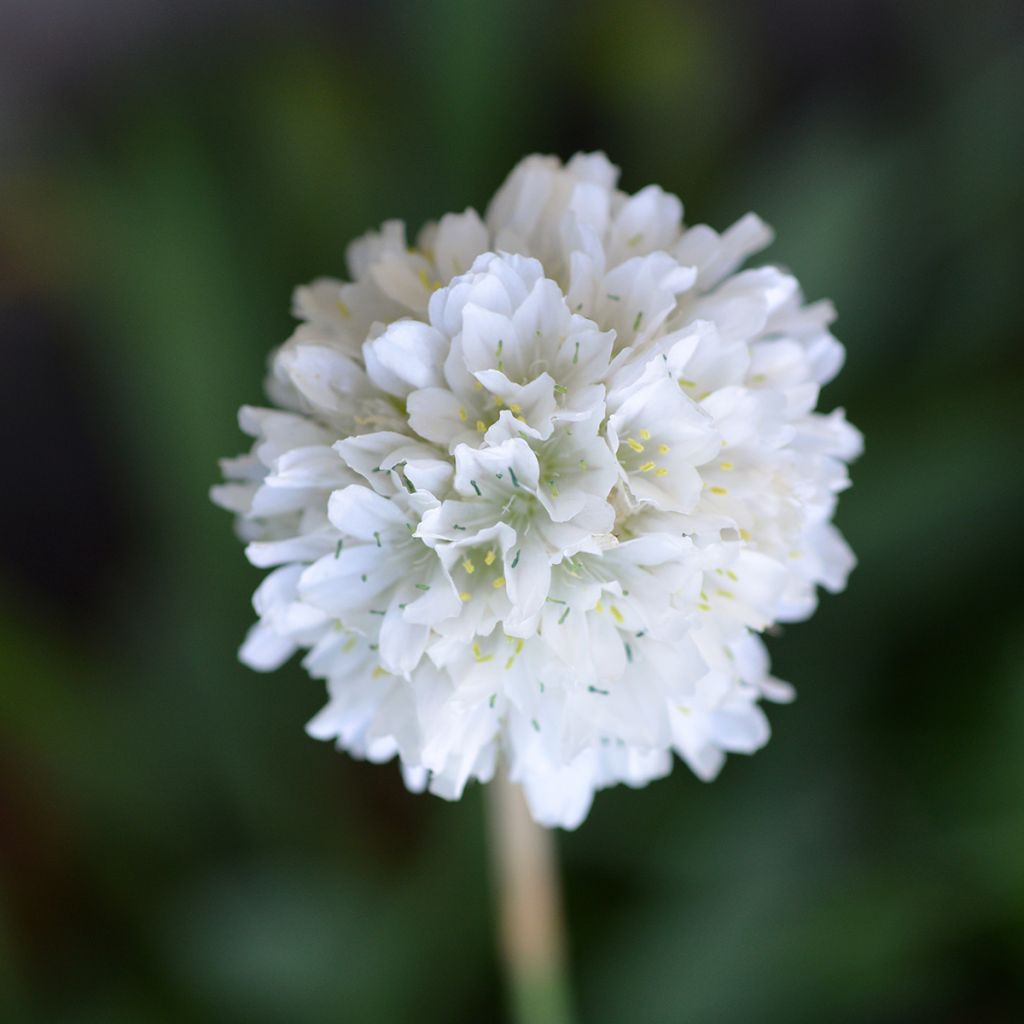 Armeria maritima Alba