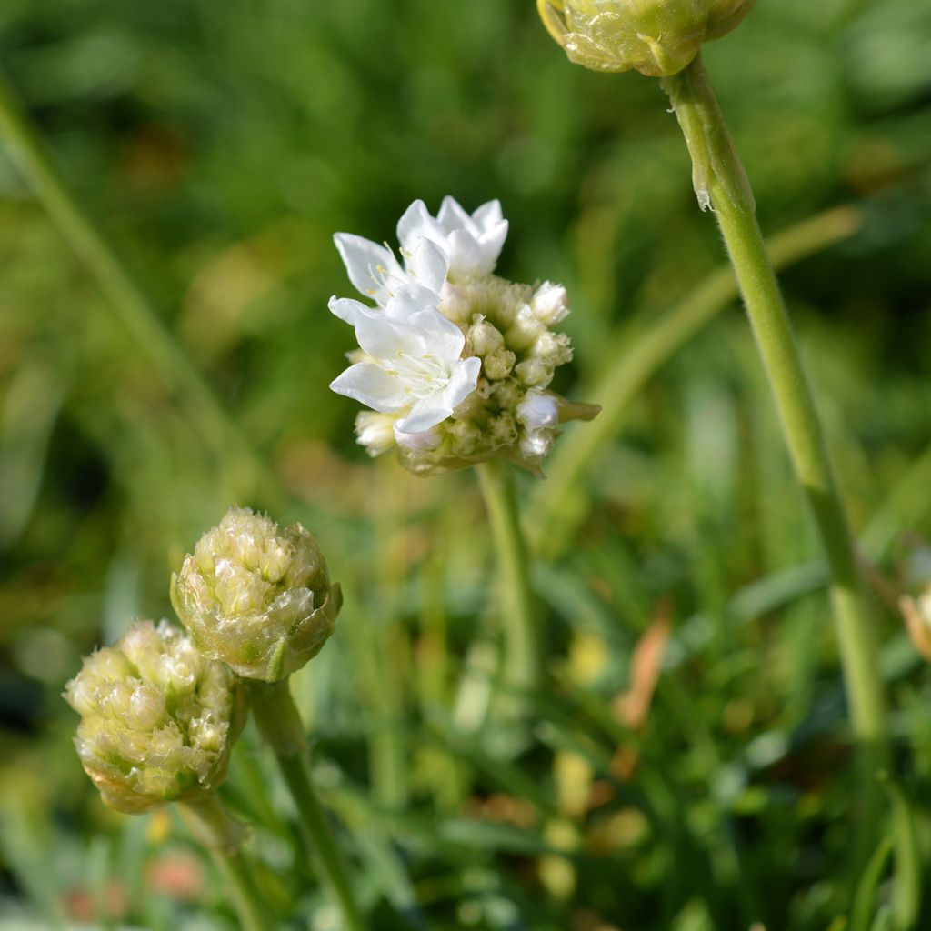 Armeria maritima Alba