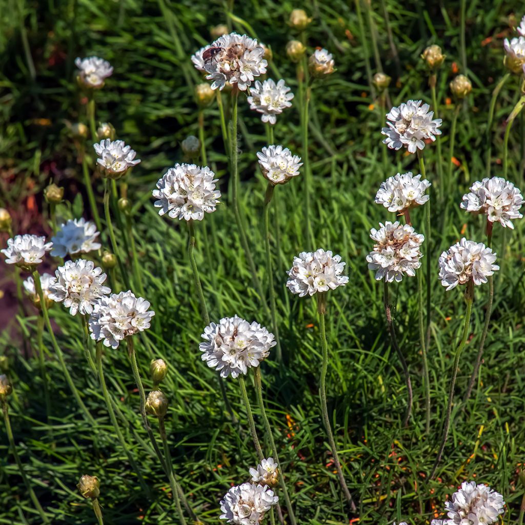 Armeria maritima Alba