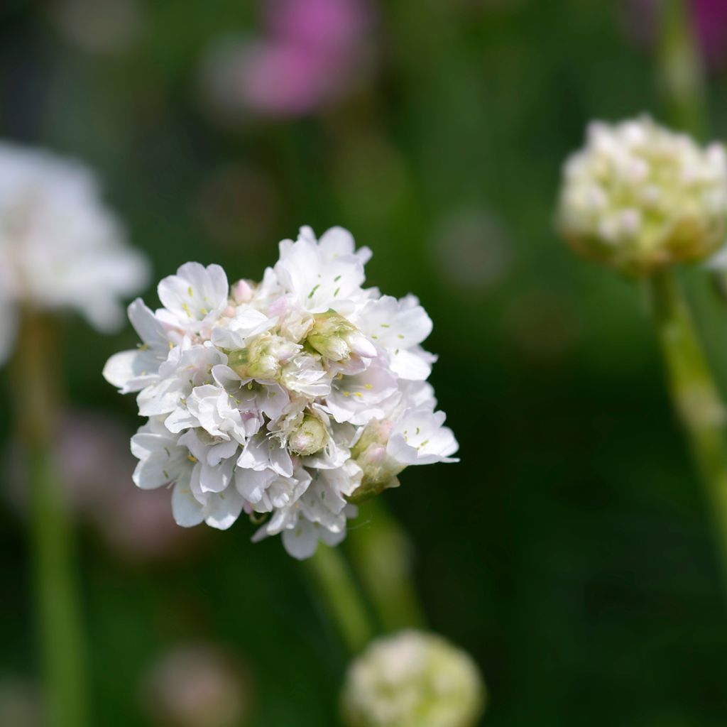 Armeria maritima Alba