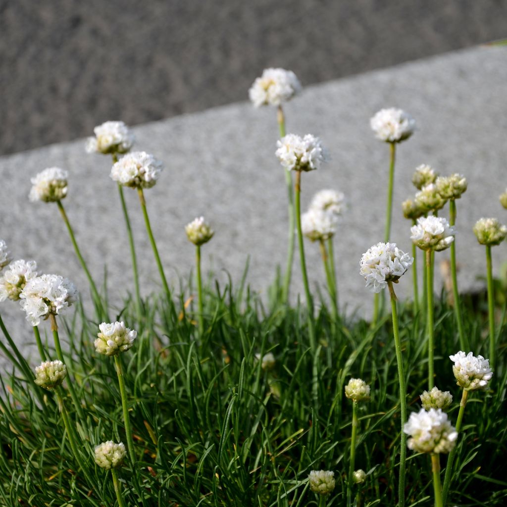 Armeria maritima Alba