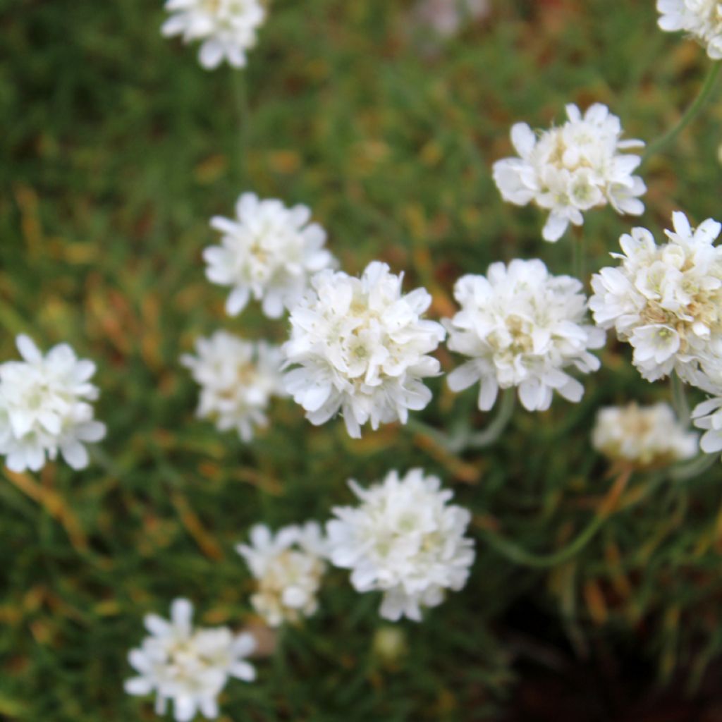 Armeria maritima Alba