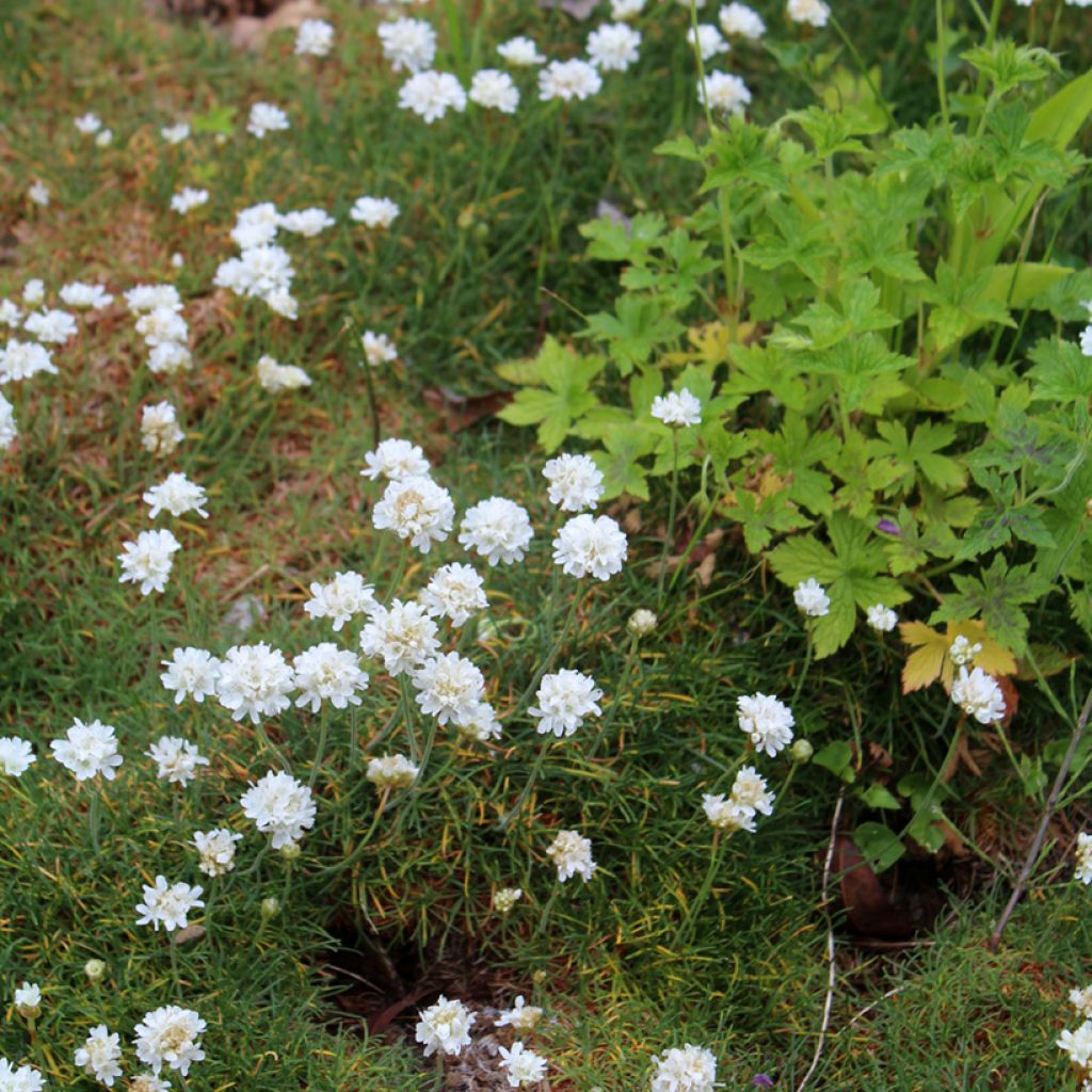 Armeria maritima Alba