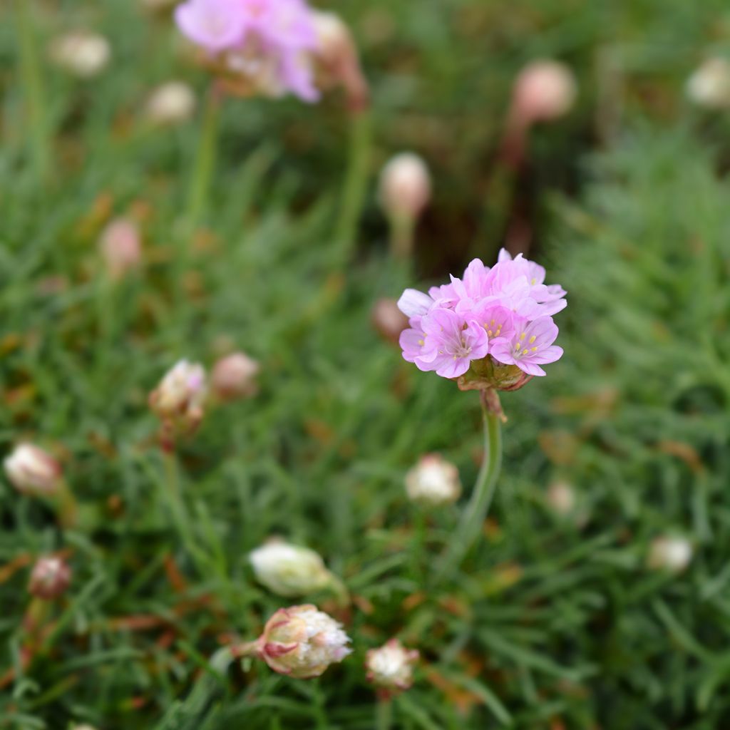 Armeria maritima Rosea