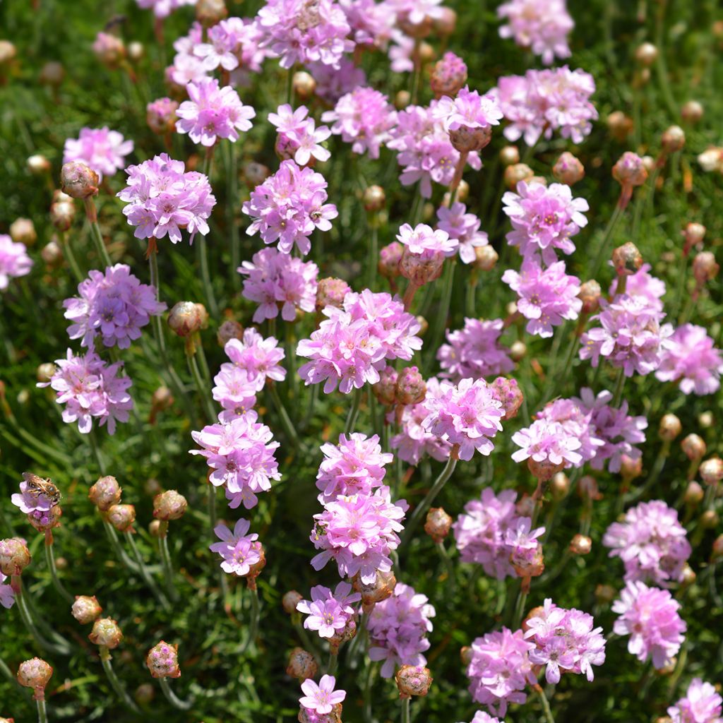 Armeria maritima Rosea