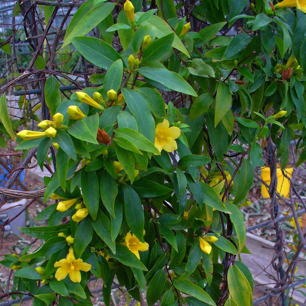 Jasmin de Virginie - Gelsemium sempervirens