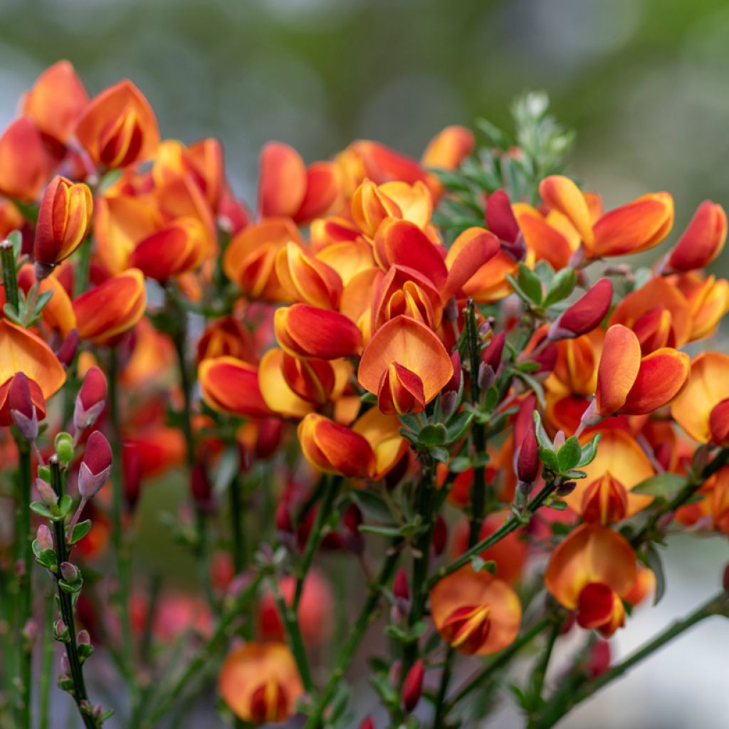 Cytisus scoparius Cytisus Lena - Ginestra dei carbonai