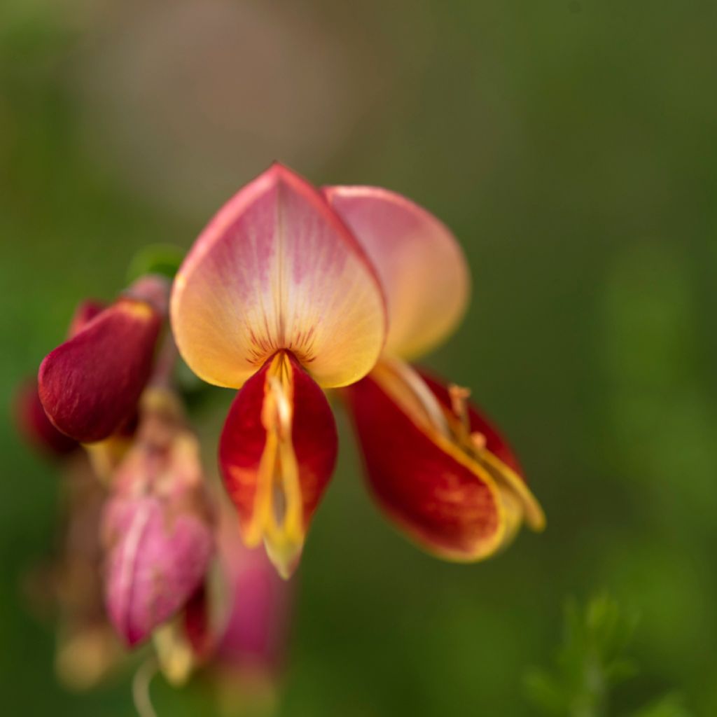 Cytisus scoparius Cytisus Lena - Ginestra dei carbonai