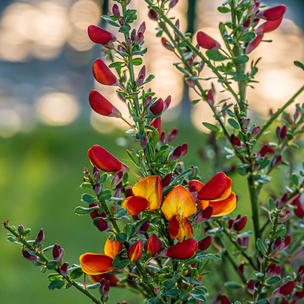 Cytisus scoparius Cytisus Lena - Ginestra dei carbonai