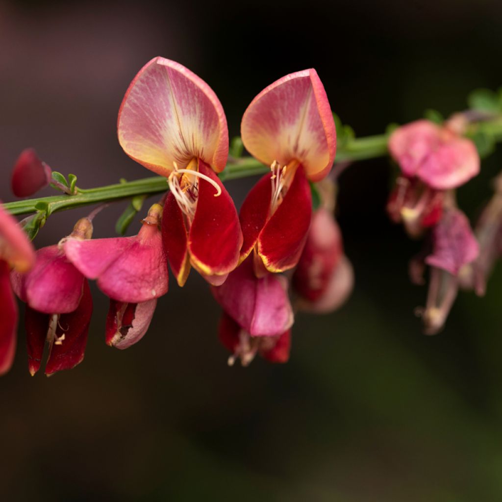 Cytisus scoparius Cytisus Lena - Ginestra dei carbonai