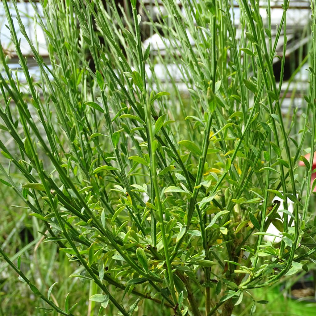 Genêt à balais - Cytisus scoparius Roter Favorit