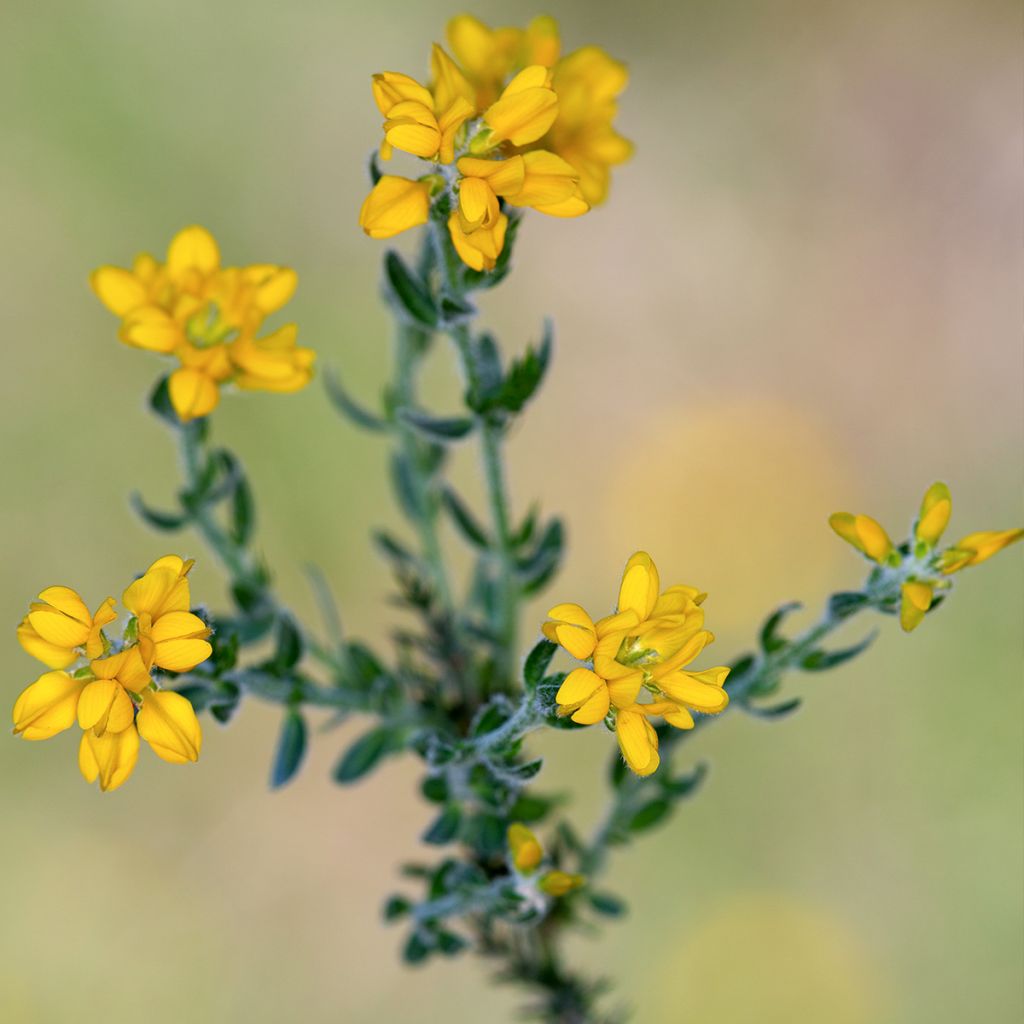 Genista hispanica - Ginestra di Spagna