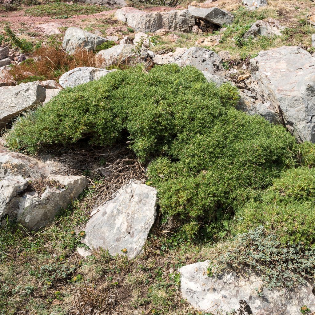 Genista hispanica - Ginestra di Spagna