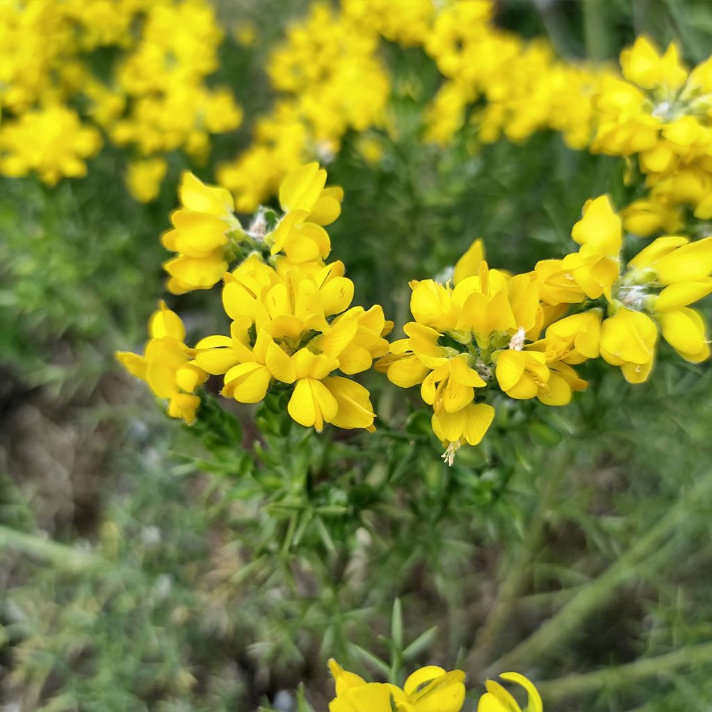 Genista hispanica - Ginestra di Spagna