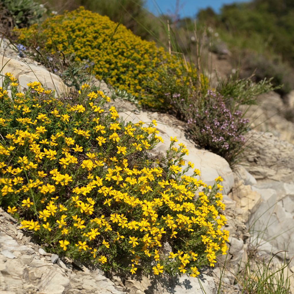 Genista hispanica - Ginestra di Spagna