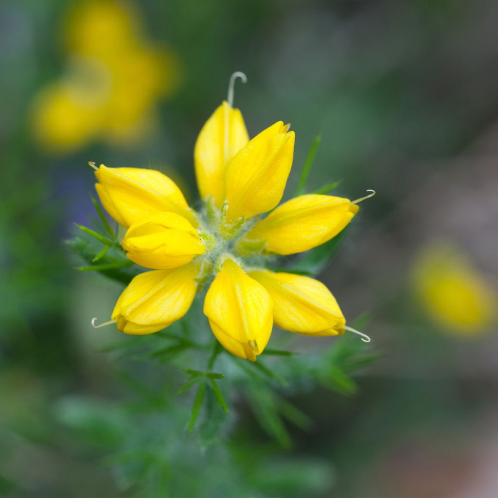 Genista hispanica - Ginestra di Spagna