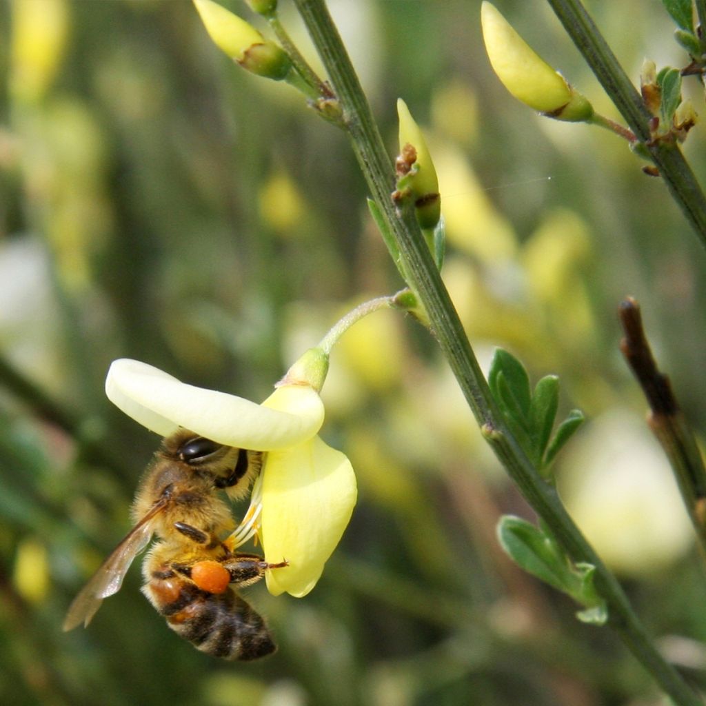 Cytisus praecox - Citiso