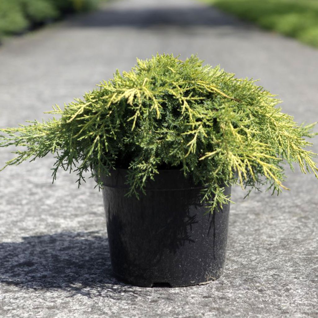 Juniperus pfitzeriana Gold Star - Ginepro