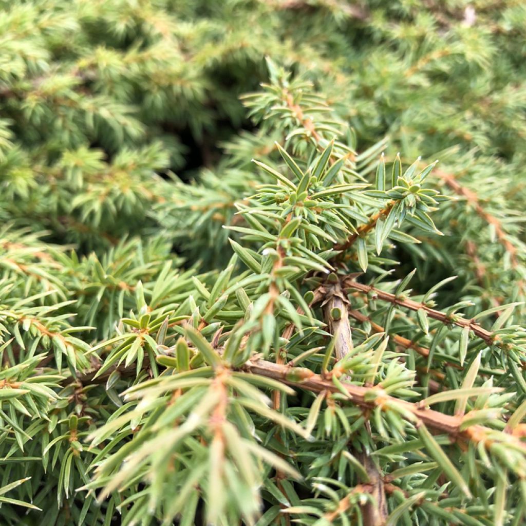 Juniperus communis Green Carpet - Ginepro comune