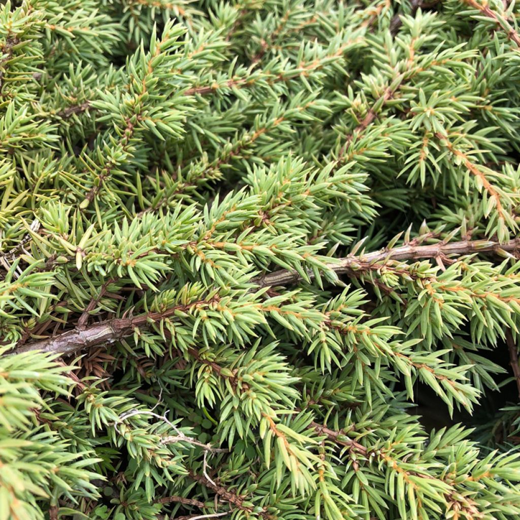 Juniperus communis Green Carpet - Ginepro comune