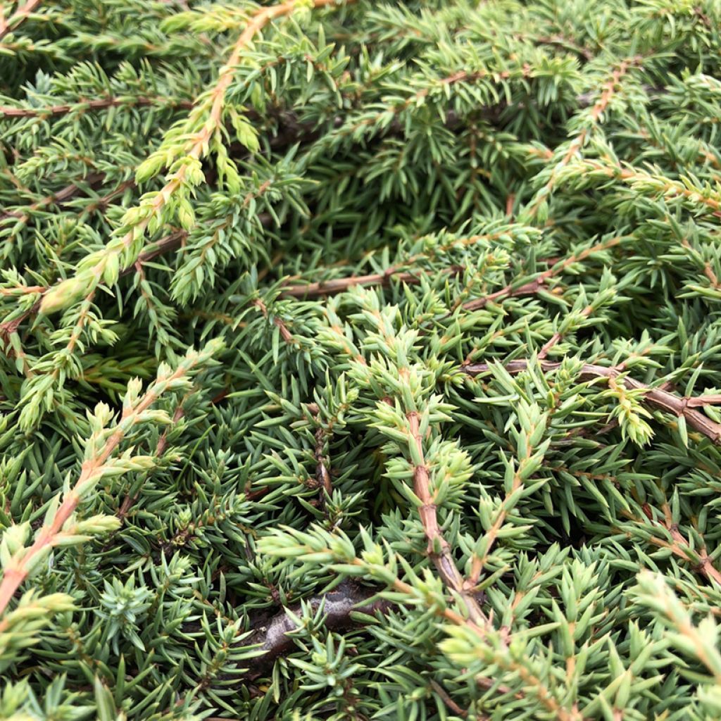 Juniperus communis Green Carpet - Ginepro comune