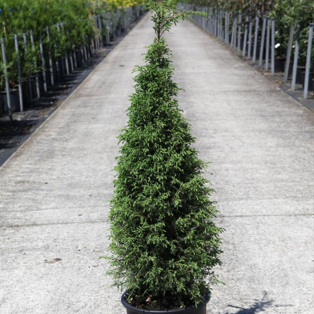 Juniperus communis Pyramidalis - Ginepro comune