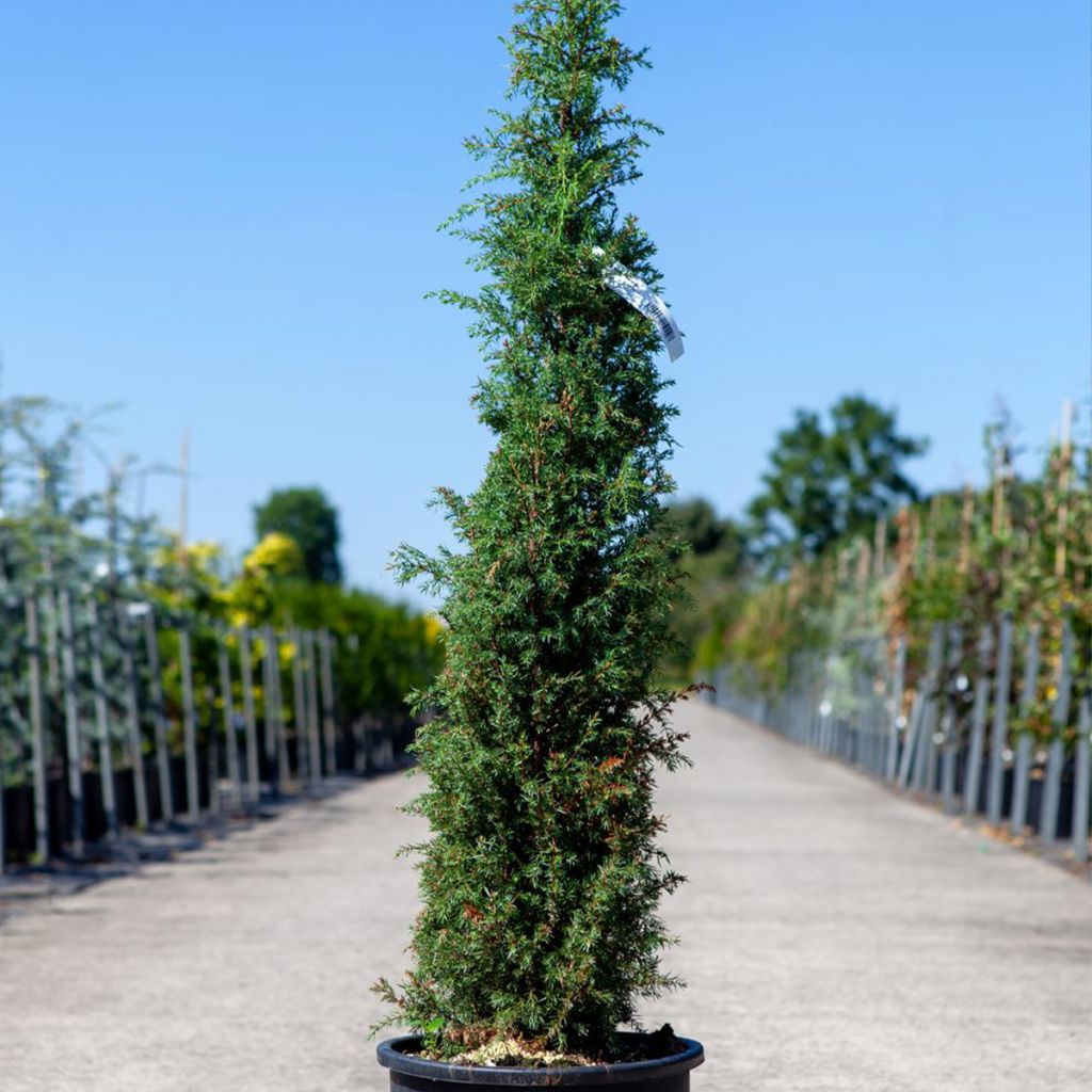 Juniperus communis Pyramidalis - Ginepro comune