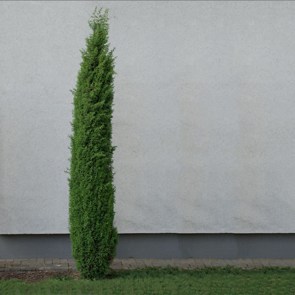 Juniperus communis Sentinel - Ginepro comune