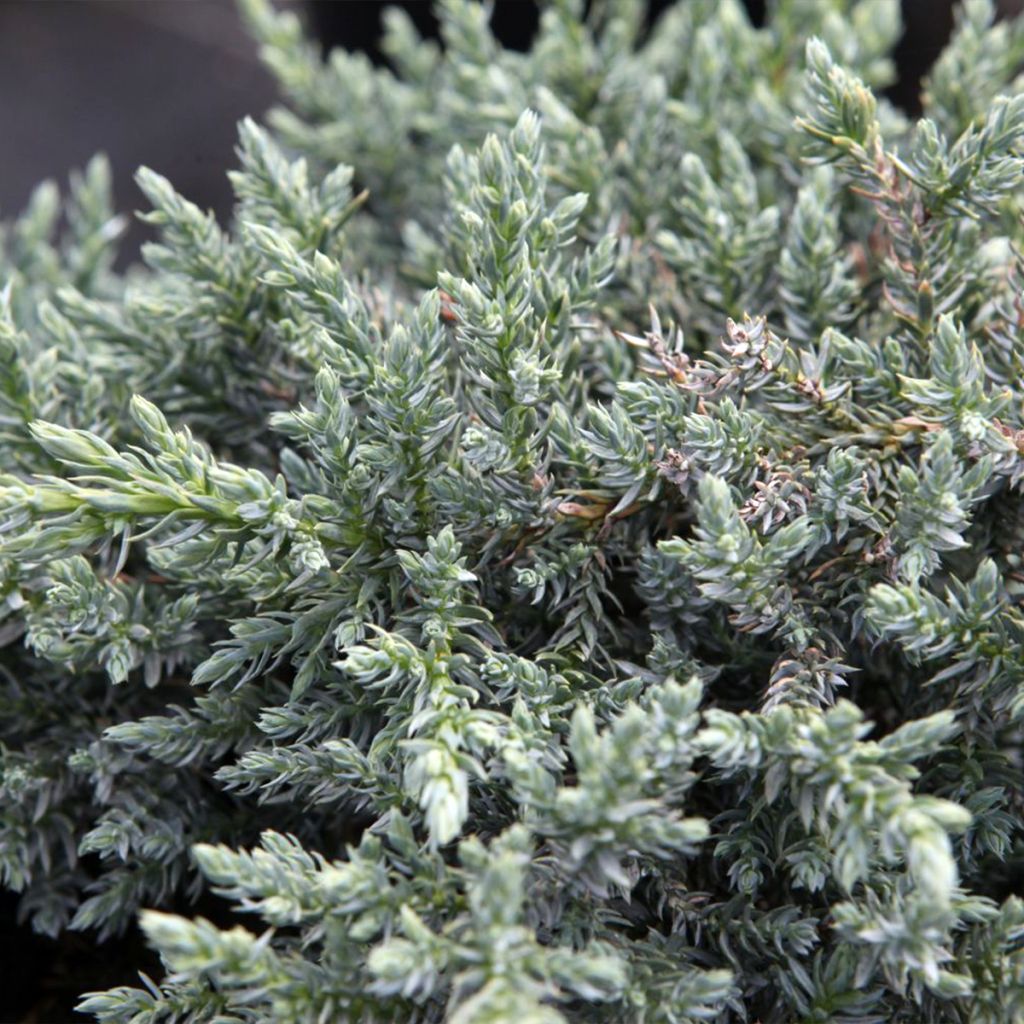 Juniperus squamata Tropical Blue - Ginepro