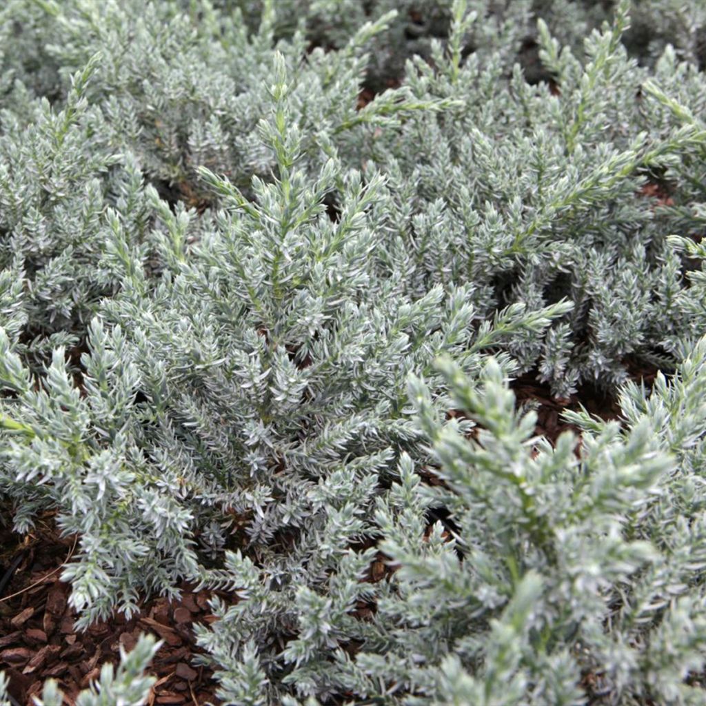 Juniperus squamata Tropical Blue - Ginepro