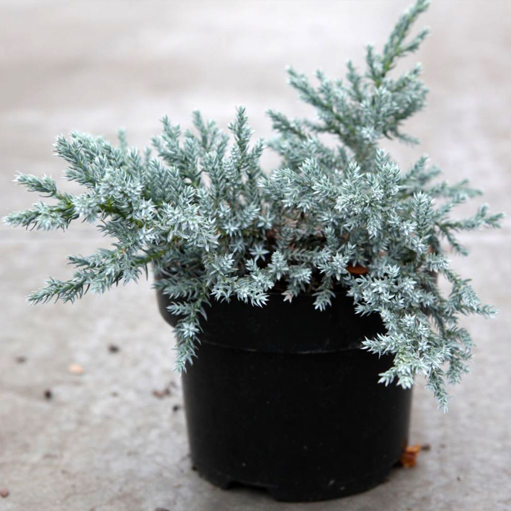 Juniperus squamata Tropical Blue - Ginepro