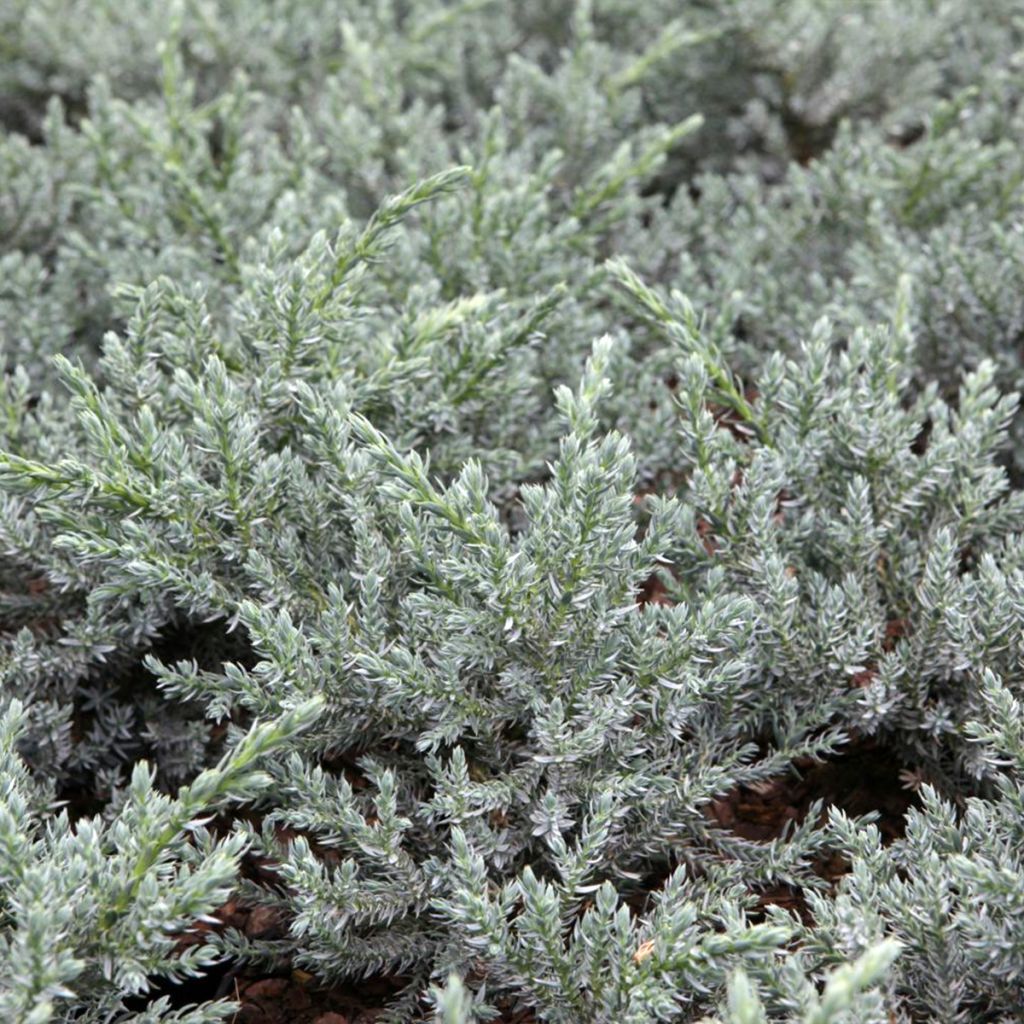 Juniperus squamata Tropical Blue - Ginepro