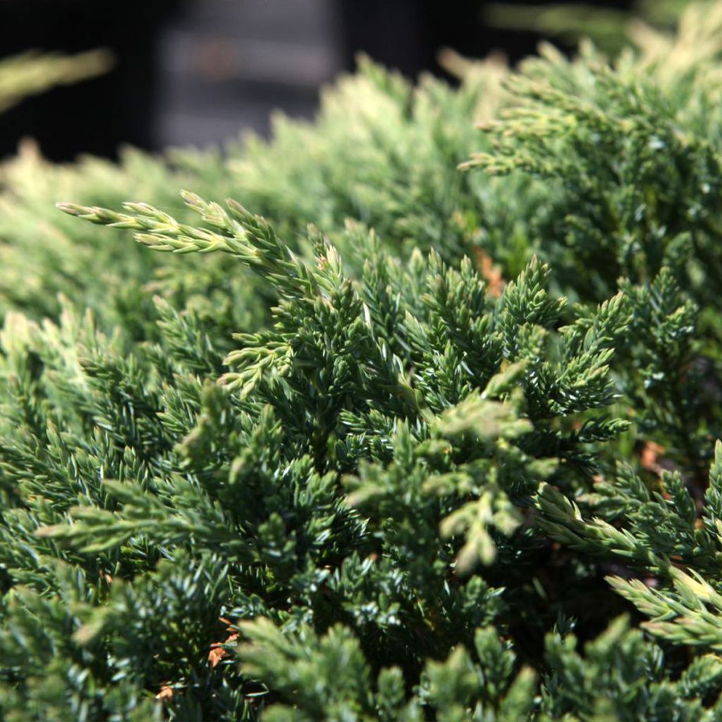 Juniperus horizontalis Prince Of Wales - Ginepro strisciante