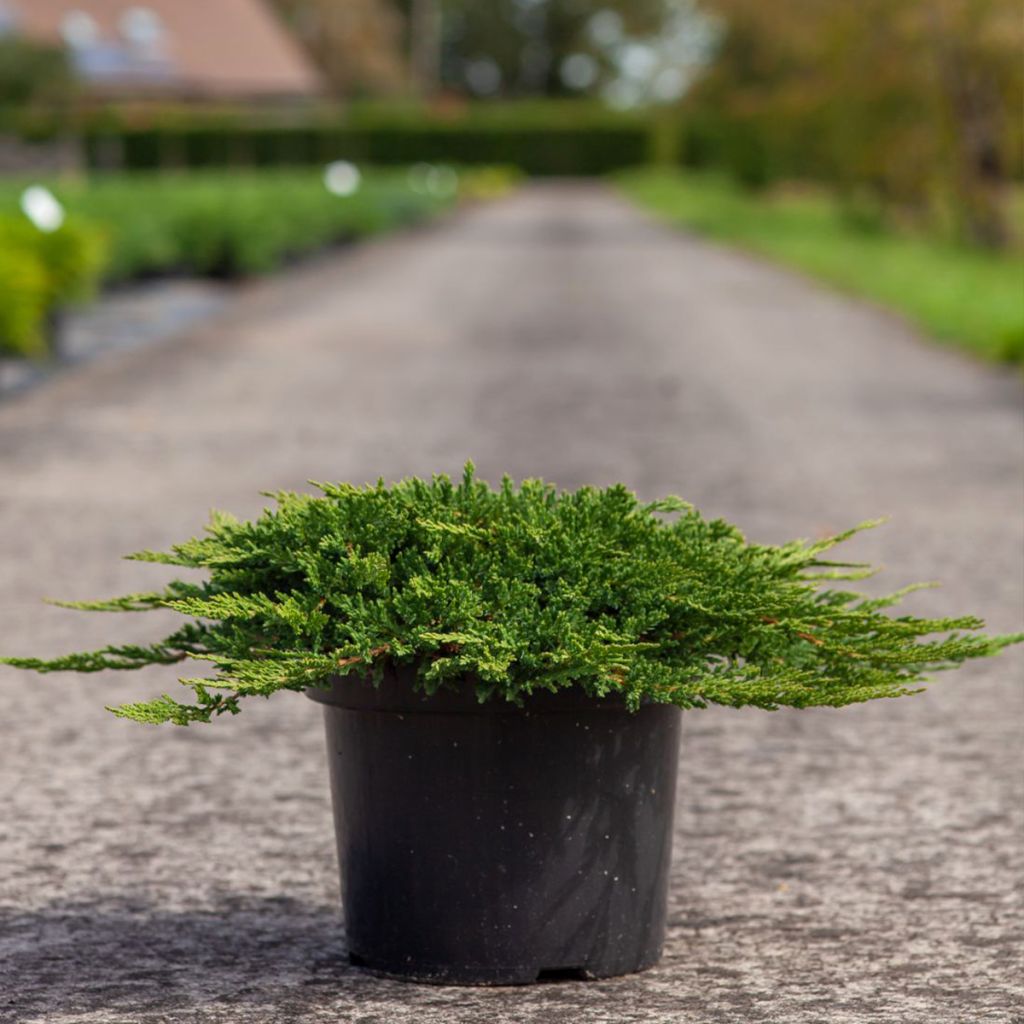 Juniperus horizontalis Prince Of Wales - Ginepro strisciante