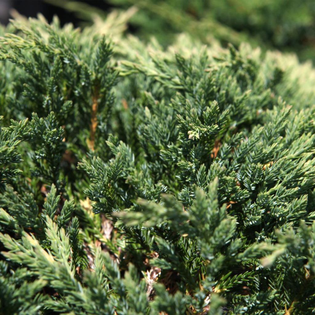 Juniperus horizontalis Prince Of Wales - Ginepro strisciante