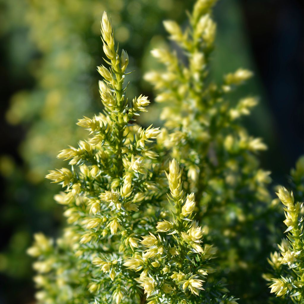 Genévrier nain - Juniperus pingii Hulsdonk Yellow