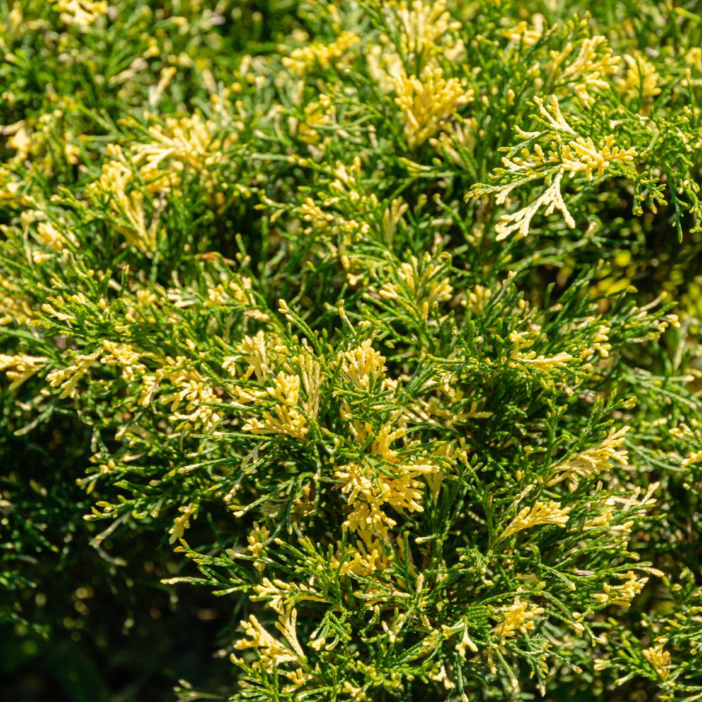 Genévrier sabine - Juniperus sabina Variegata