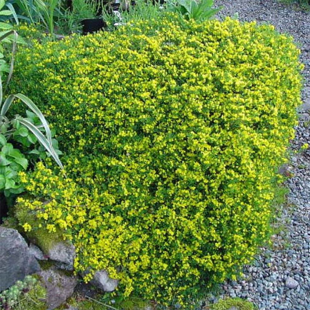 Genista pilosa Vancouver Gold - Ginestra tubercolosa