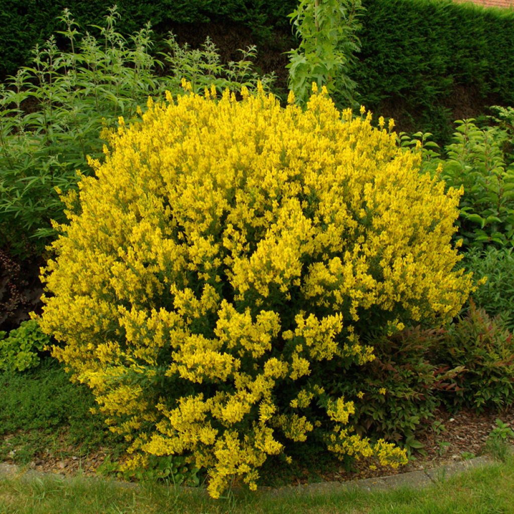 Genista tinctoria - Ginestra minore