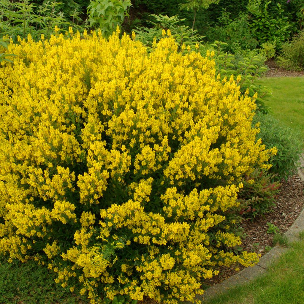 Genista tinctoria - Ginestra minore