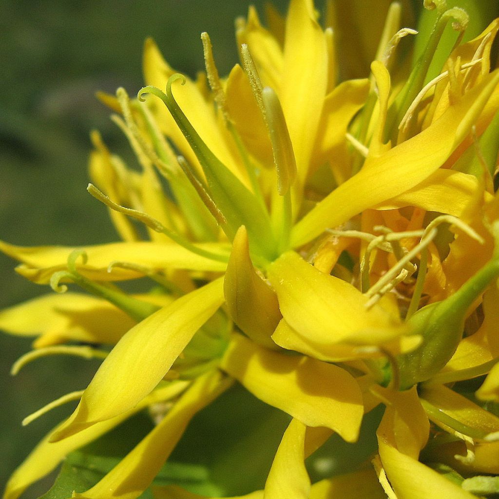 Gentiana lutea - Genziana maggiore