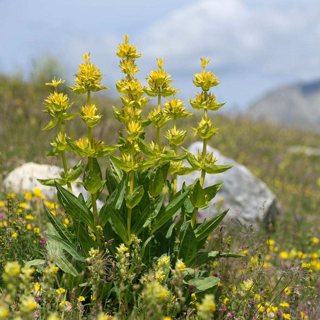 Gentiana lutea - Genziana maggiore