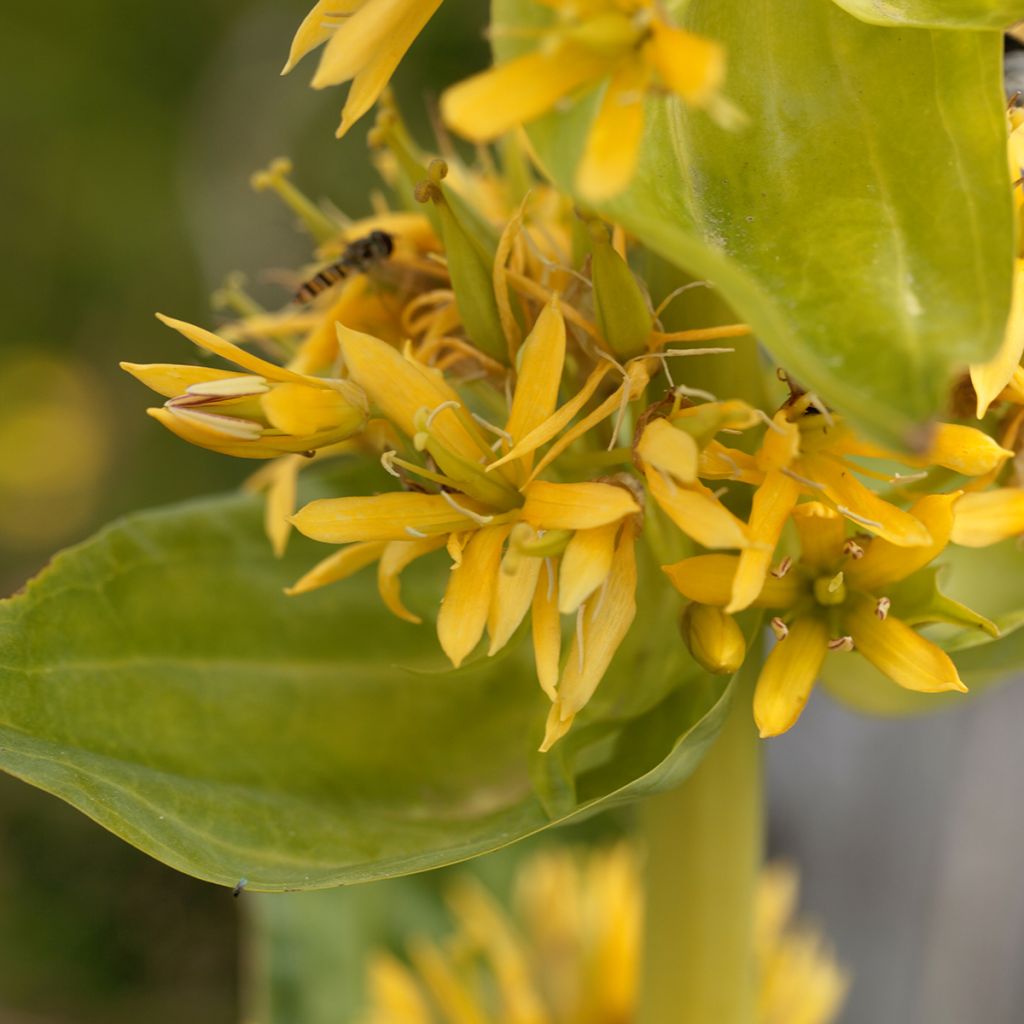 Gentiana lutea - Genziana maggiore