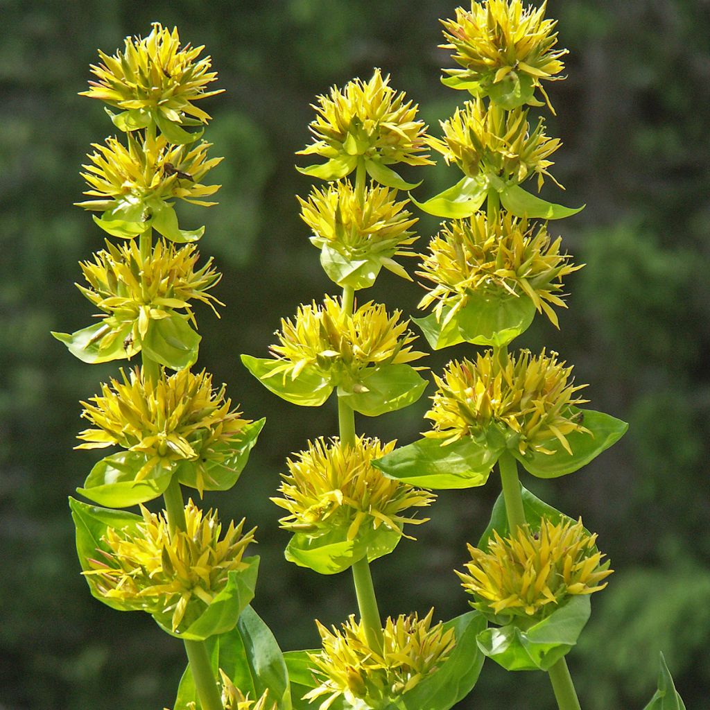 Gentiana lutea - Genziana maggiore